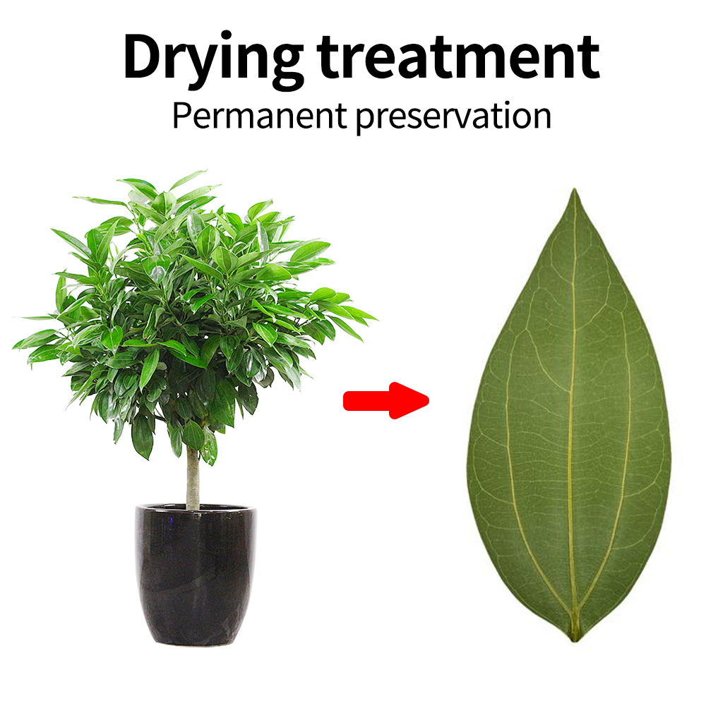 DIY leaves for laser engraving – Industrial Laser Technology Bewertung und Preis