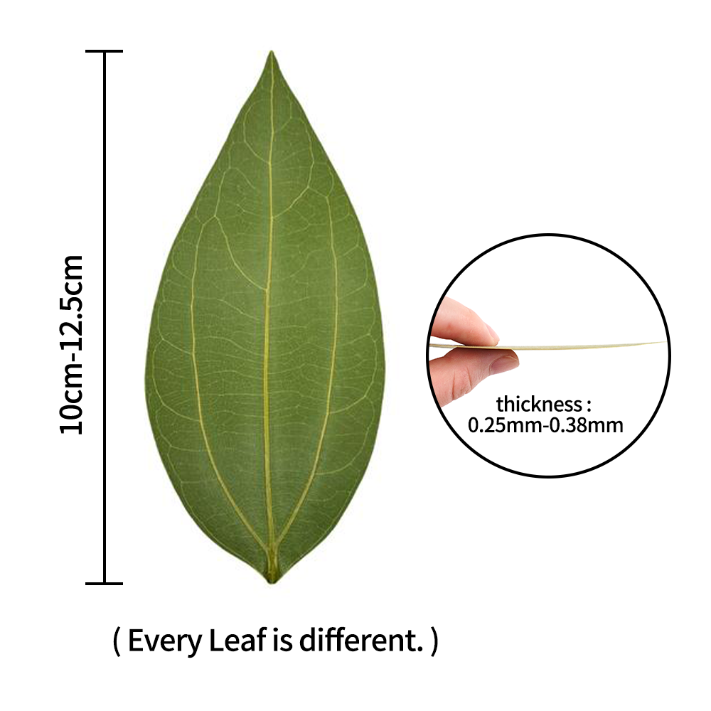 DIY leaves for laser engraving – Industrial Laser Technology Bewertung und Preis